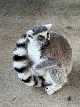 岩手サファリパークに投稿された画像（2026/3/8）