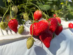 高崎いちご園ありがとファームに投稿された画像（2026/3/8）