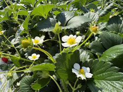 高崎いちご園ありがとファームに投稿された画像（2026/3/8）