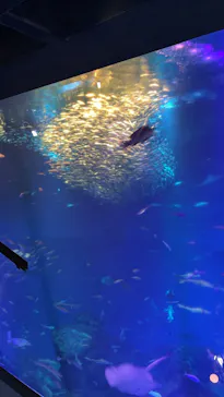 アクアワールド茨城県大洗水族館に投稿された画像（2026/3/8）