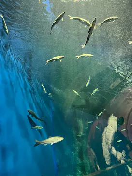 滋賀県立琵琶湖博物館に投稿された画像（2026/3/8）