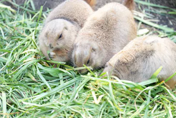 恩賜上野動物園に投稿された画像（2026/3/8）