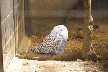 恩賜上野動物園に投稿された画像（2026/3/8）