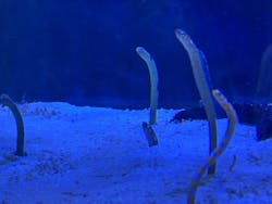 名古屋港水族館に投稿された画像（2026/3/8）