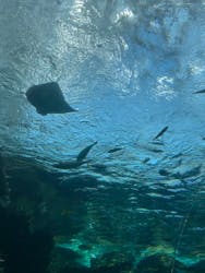 名古屋港水族館に投稿された画像（2026/3/8）