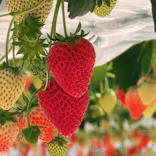 the BERRY YOKOHAMAに投稿された画像（2026/3/8）