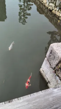 広島城に投稿された画像（2026/3/8）