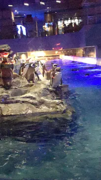 すみだ水族館に投稿された画像（2021/11/28）