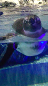 すみだ水族館に投稿された画像（2021/11/28）