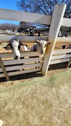 成田ゆめ牧場に投稿された画像（2026/3/8）