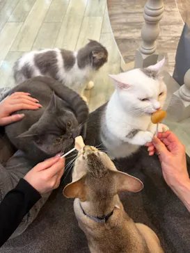 猫カフェモカ 京都河原町店に投稿された画像（2026/3/8）