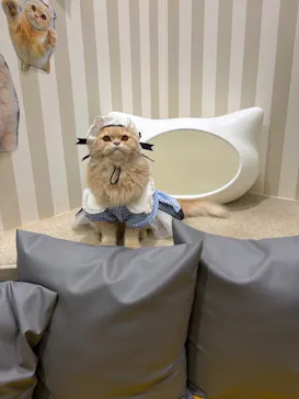 猫カフェモカ 京都河原町店に投稿された画像（2026/3/8）