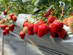 フルーツガーデンゆうに投稿された画像（2026/3/8）