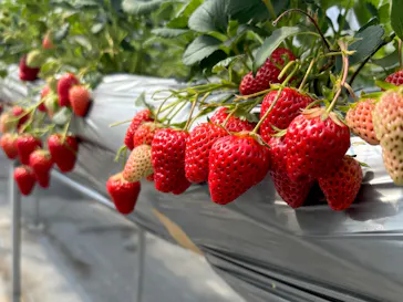 フルーツガーデンゆうに投稿された画像（2026/3/8）