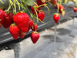 フルーツガーデンゆうに投稿された画像（2026/3/8）