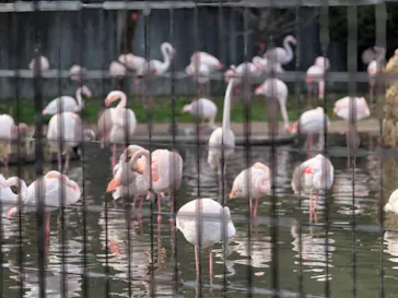 東京動物園協会_多摩動物公園に投稿された画像（2026/3/8）