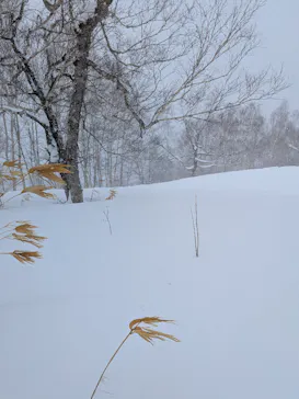星野リゾート　トマムスキー場に投稿された画像（2026/3/8）