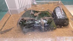 AOAO SAPPOROに投稿された画像（2026/3/9）