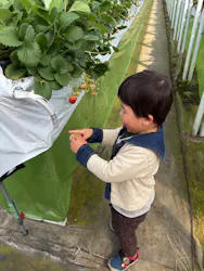 上泉農園に投稿された画像（2026/3/9）