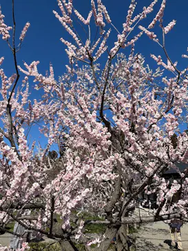 偕楽園本園に投稿された画像（2026/3/9）
