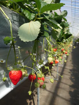 Strawberry Farm シャインベリーに投稿された画像（2026/3/9）