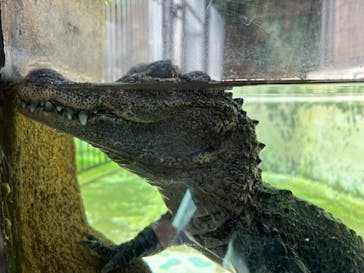 熱川バナナワニ園に投稿された画像（2026/3/9）