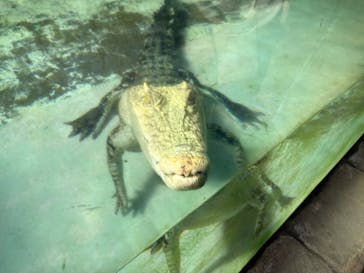 熱川バナナワニ園に投稿された画像（2026/3/9）