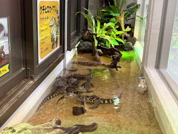 熱川バナナワニ園に投稿された画像（2026/3/9）