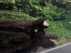 京都水族館に投稿された画像（2026/3/9）