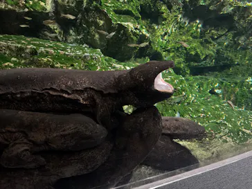 京都水族館に投稿された画像（2026/3/9）