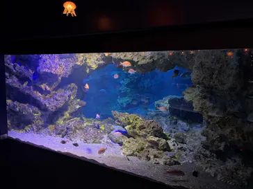 京都水族館に投稿された画像（2026/3/9）