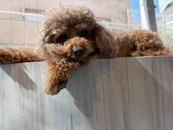 いぬカフェRio 原宿竹下通り店に投稿された画像（2026/3/9）