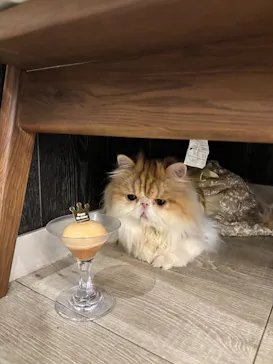 猫カフェモカ　アルシェ大宮店に投稿された画像（2026/3/9）