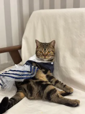 猫カフェモカ　アルシェ大宮店に投稿された画像（2026/3/9）