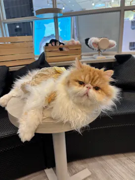 猫カフェモカ　アルシェ大宮店に投稿された画像（2026/3/9）