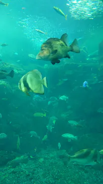 新江ノ島水族館に投稿された画像（2026/3/9）