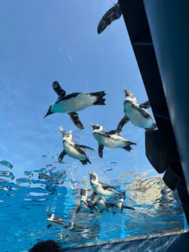サンシャイン水族館に投稿された画像（2026/3/9）