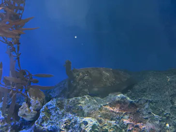 サンシャイン水族館に投稿された画像（2026/3/9）