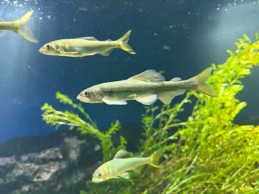サンシャイン水族館に投稿された画像（2026/3/9）