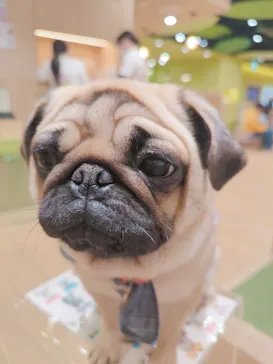 いぬカフェRio 仙台店に投稿された画像（2026/3/9）