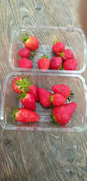 淡路ファームパーク イングランドの丘に投稿された画像（2026/3/9）