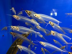 サンシャイン水族館に投稿された画像（2026/3/9）