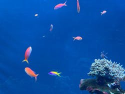 サンシャイン水族館に投稿された画像（2026/3/9）