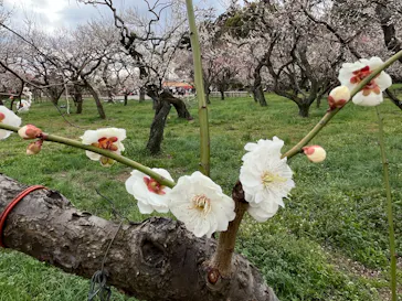 偕楽園本園に投稿された画像（2026/3/9）