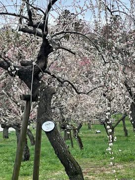 偕楽園本園に投稿された画像（2026/3/9）