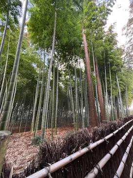 偕楽園本園に投稿された画像（2026/3/9）