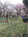 偕楽園本園に投稿された画像（2026/3/9）