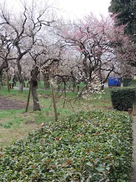 偕楽園本園に投稿された画像（2026/3/9）