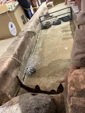 新江ノ島水族館に投稿された画像（2026/3/9）