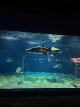 アクアワールド茨城県大洗水族館に投稿された画像（2026/3/9）